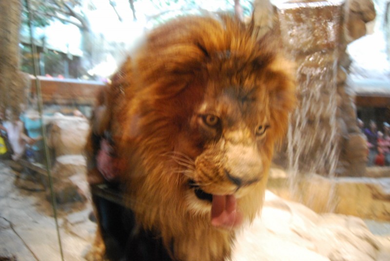 lion lion