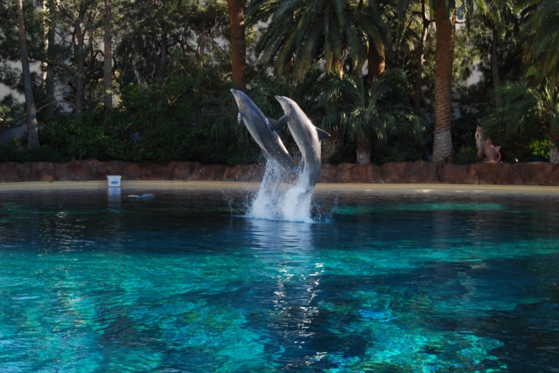 dolphins dolphins