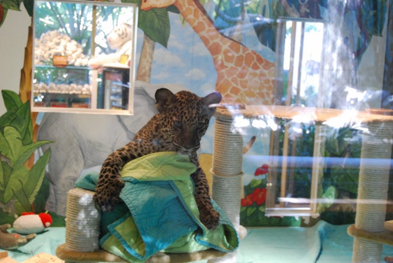 cub cub